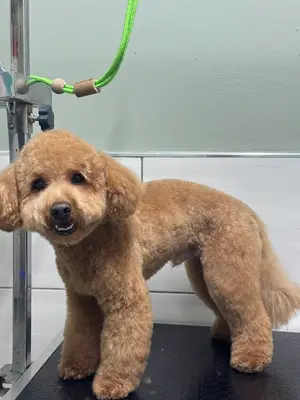 ATAŞEHİR POİNT-PET KUAFÖR