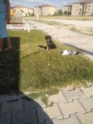 Ereğli Hayvan Sağlığı Merkezi