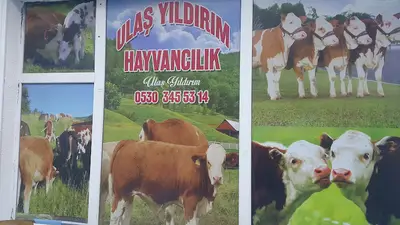 ulaş yıldırım hayvancılık