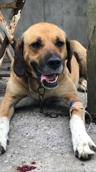Kandıra Deva Veteriner Kliniği foto 2
