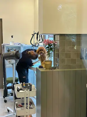 GROOMMİA PET KUAFÖR & PET BUTİK