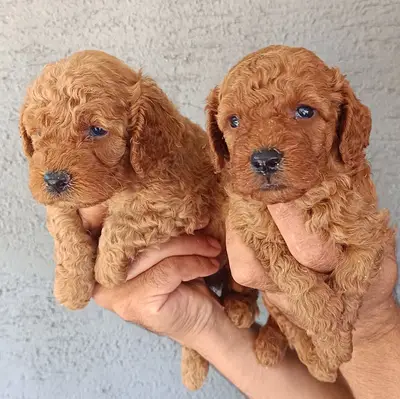 Bademli Köpek Eğitim ve Üretim Çiftliği