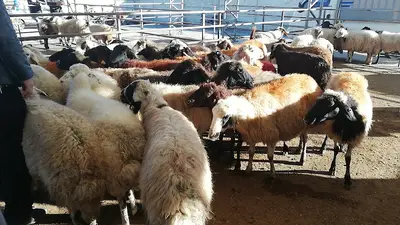CANLI HAYVAN PAZARI