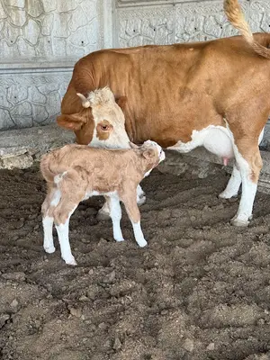 Gökçek Besicilik