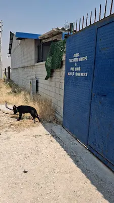 Xpert k9