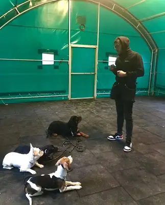 Manavgat Köpek Eğitim (Efe K9) Evinizde Köpek Eğitimi