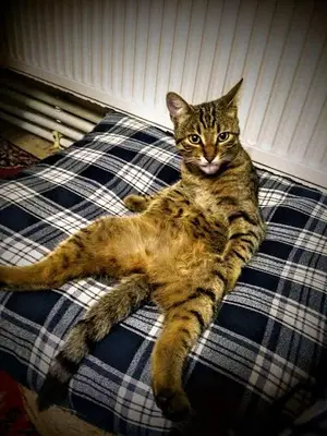 Gozde Sarsık Veterıner Kliniği