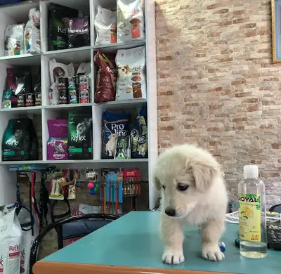 Aksay Cemre Veterinerlik
