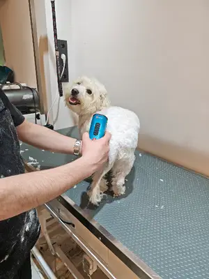 TüyTelaşı pet kuaför