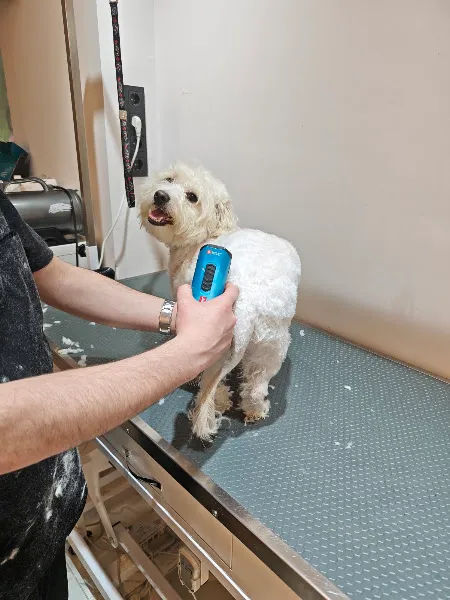 TüyTelaşı pet kuaför foto 1