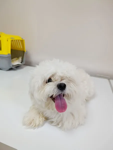 Patili Dostlar Veteriner Kliniği foto 1