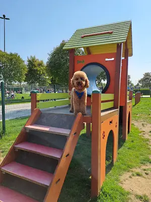 Köpek eğitim sahası