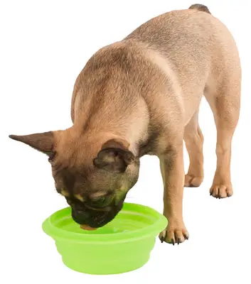 Pet Shop, Kedi ve Köpek Ürünleri