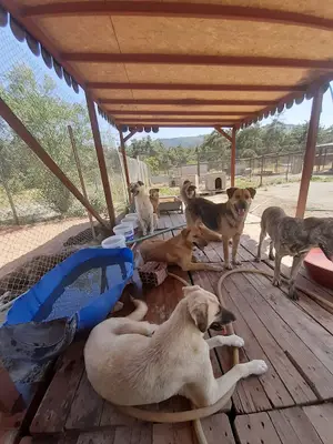 Nebiha Deprem Sopengazi Köpek bakim Evi fotoğrafı