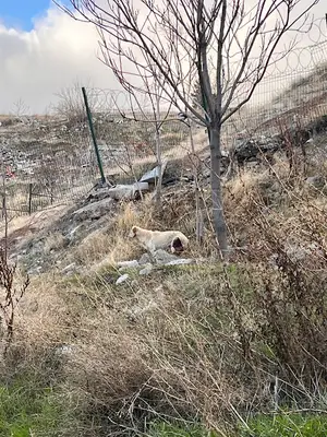 Altındağ Belediyesi Veteriner İşleri Müdürlüğü Geçici Hayvan Bakımevi