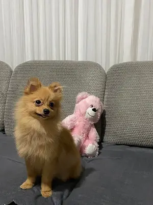 Köpek Eğitim Merkezi Abdullah öztürk