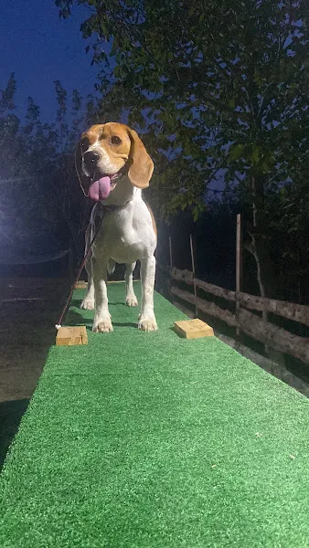 Köpek Eğitim Merkezi Abdullah öztürk foto 2