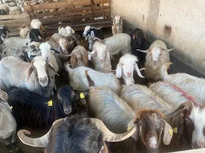 Adak Küçük baş Kurban lık Elazığ KURBANLIK ADAKLIK Koç koyun kuzu çepiç keçi toklu HİZMETLERİ
