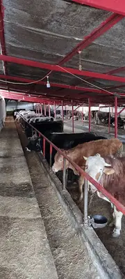 Karakuşlar çiftliği