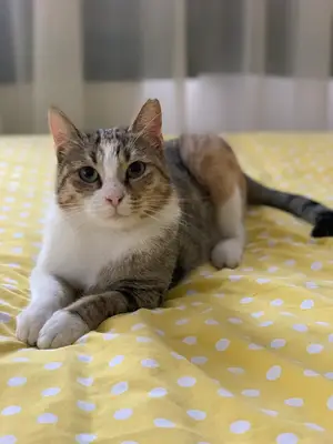 Kedi Hırkız Konakları