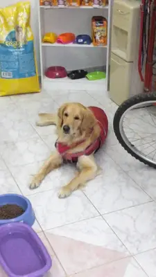 bayveter pet klinik