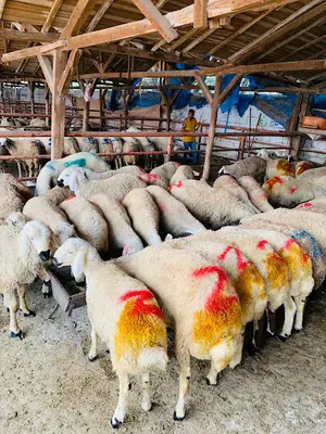 Hacıbektaş Keskinler ADAK-KURBANLIK & Market