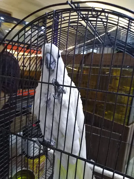Okyanus Petshop foto 1