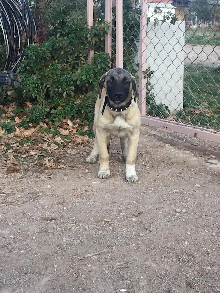 Erdal veteriner kliniği foto 2