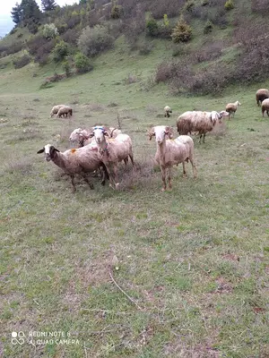 Tunçay ticaret nakliye sevkiyat