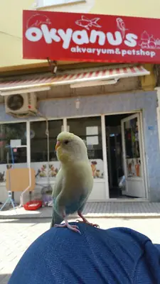Yasin Akvaryum Ve Kuş Galerisi