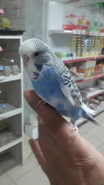 TUNA PETSHOP YALOVA foto 2