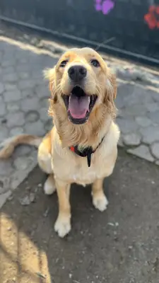 Pawlov köpek eğitim ve rehabilitasyon merkezi
