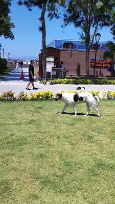 Hayatı Patile İzmir