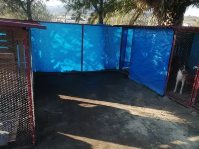 uzman.Köpek.Eğitmeni.Tolga.Sarac( Dog Trainer)