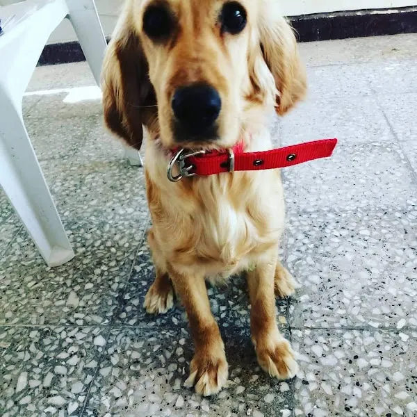 uzman.Köpek.Eğitmeni.Tolga.Sarac( Dog Trainer) foto 2
