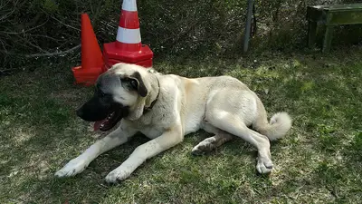 Urla Köpek Okulu