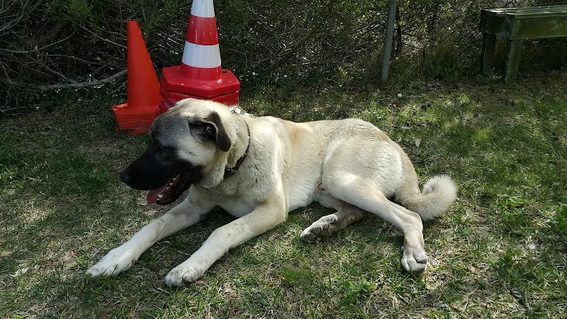 Urla Köpek Okulu foto 1