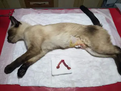 Ercan Veteriner Kliniği