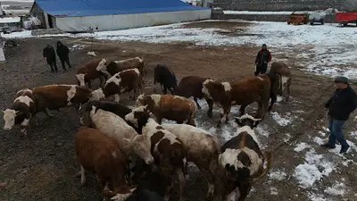 KARS HAYVAN PAZARI- ZEKERİYAOĞLU HAYVANCILIK&BESİLİK
