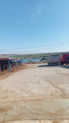 Safkanlar.net Köpek Yetiştirme Çiftliği - Kangal/Malaklı/Akbaş