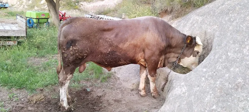 Safkanlar.net Köpek Yetiştirme Çiftliği - Kangal/Malaklı/Akbaş foto 2