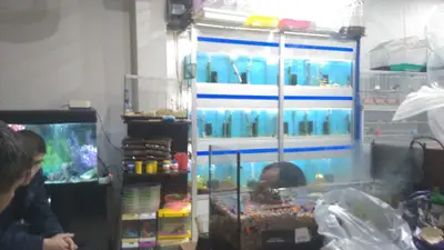 Turna Market