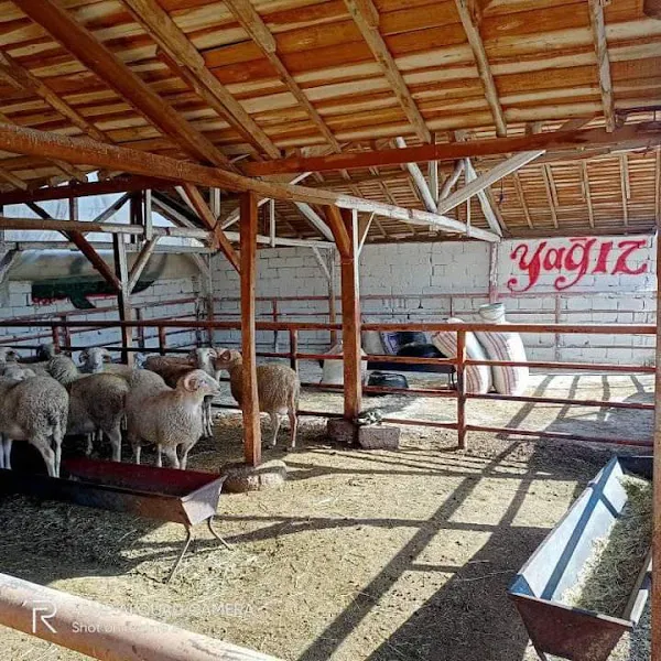 kurbanlık serdar foto 1