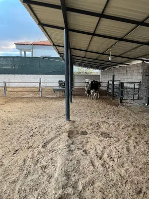 BİRBED HAYVANCILIK