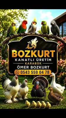 Bozkurt Kanatlı Üretim