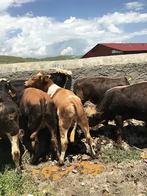 KÖPEĞİN WC'Sİ