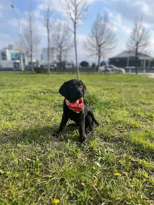 Pati Rotası Kocaeli Köpek Eğitimi