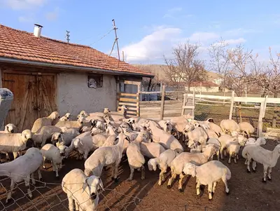 Dere Besicilik