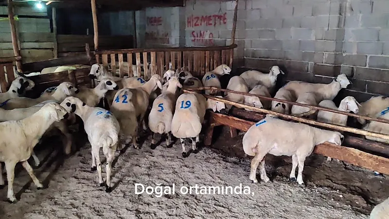 Dere Besicilik foto 2