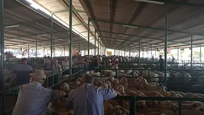 Hayvan Pazarı